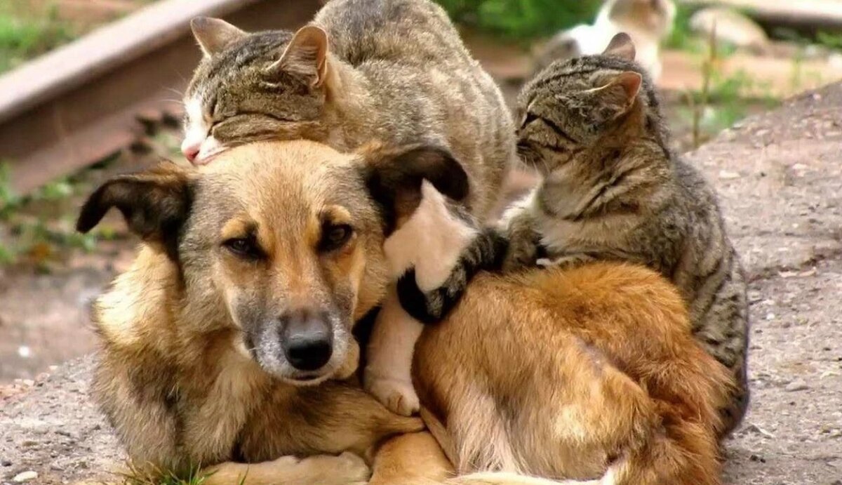 Животные, выброшенные хозяевами на улицу