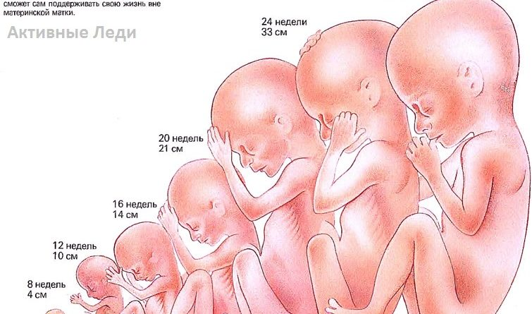 Развитие плода до 12 недель беременности: а что происходит в животике мамы