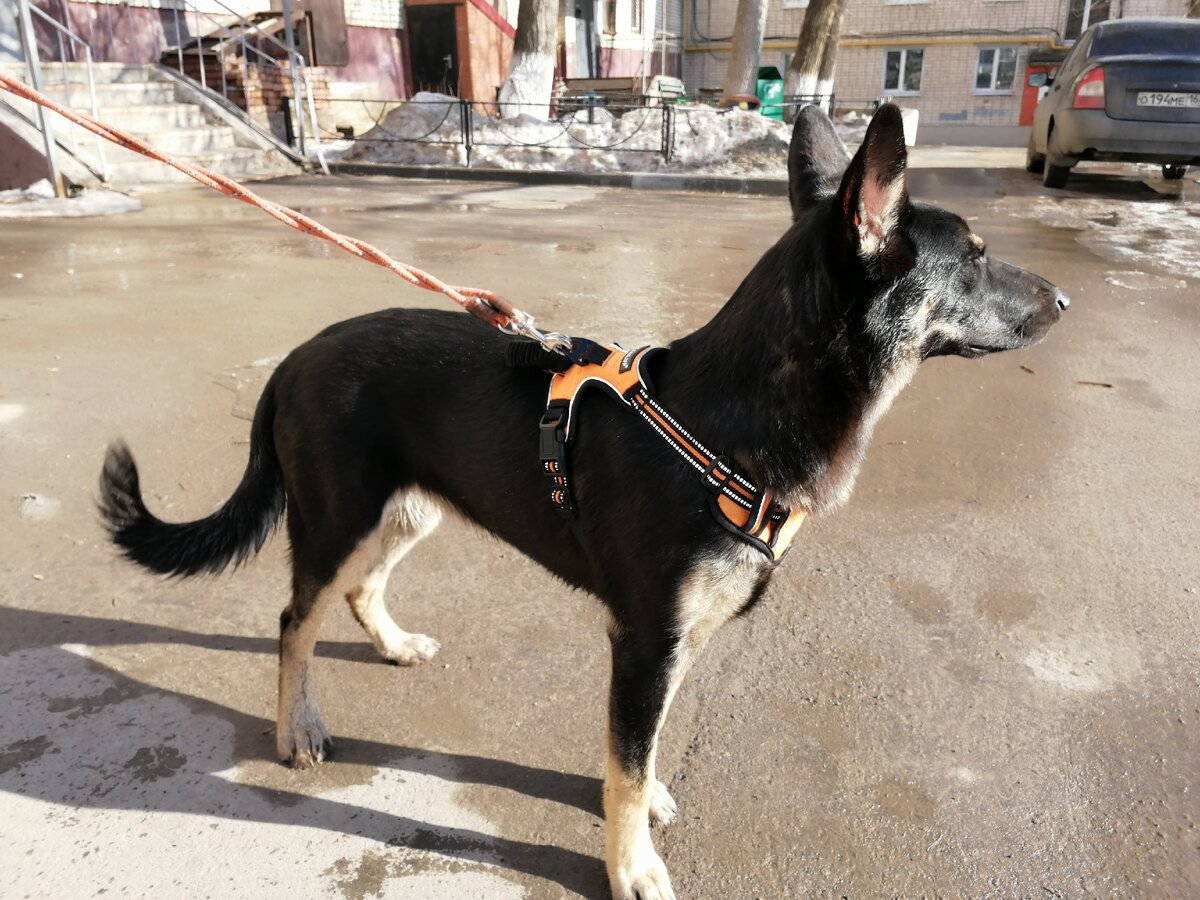 Белла в Гердиной шлейке