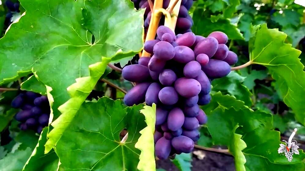 Виноград изюминка. Сорт винограда изюминка. Изюмные сорта винограда. Виноград черная изюминка.