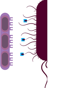 E.coli, кишечная палочка с адгезинами, блокированными d-маннозой