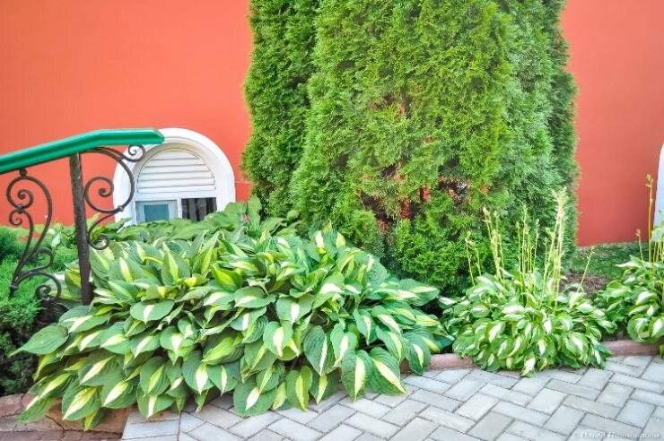 Используем хосты для украшения: секреты успешного дизайна сада