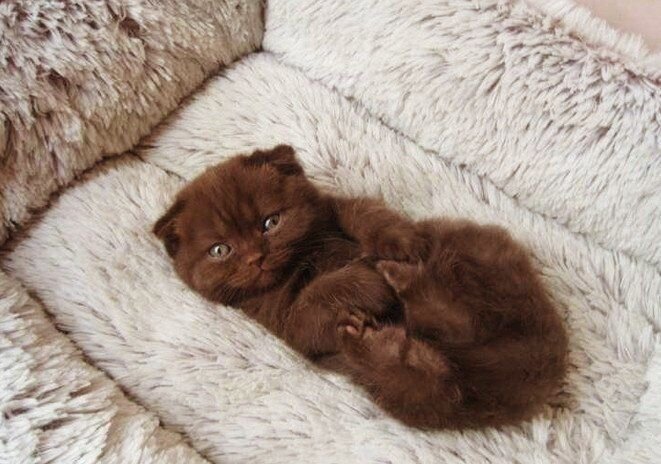 Развалился на коврике