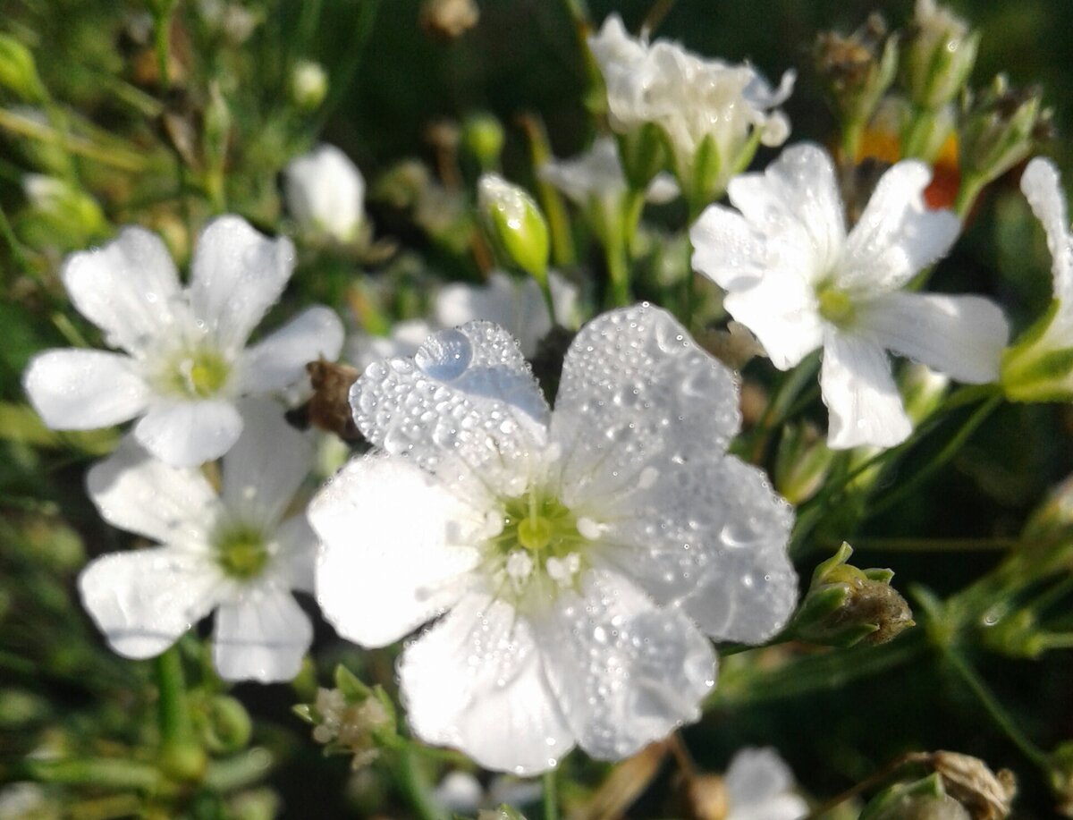 Гипсофила любит известковые почвы