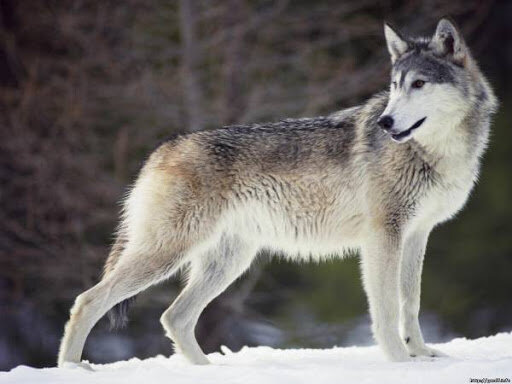 Яндекс картинки