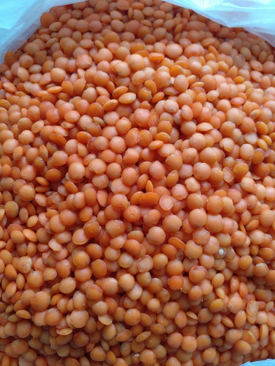 оранжевая чечевица