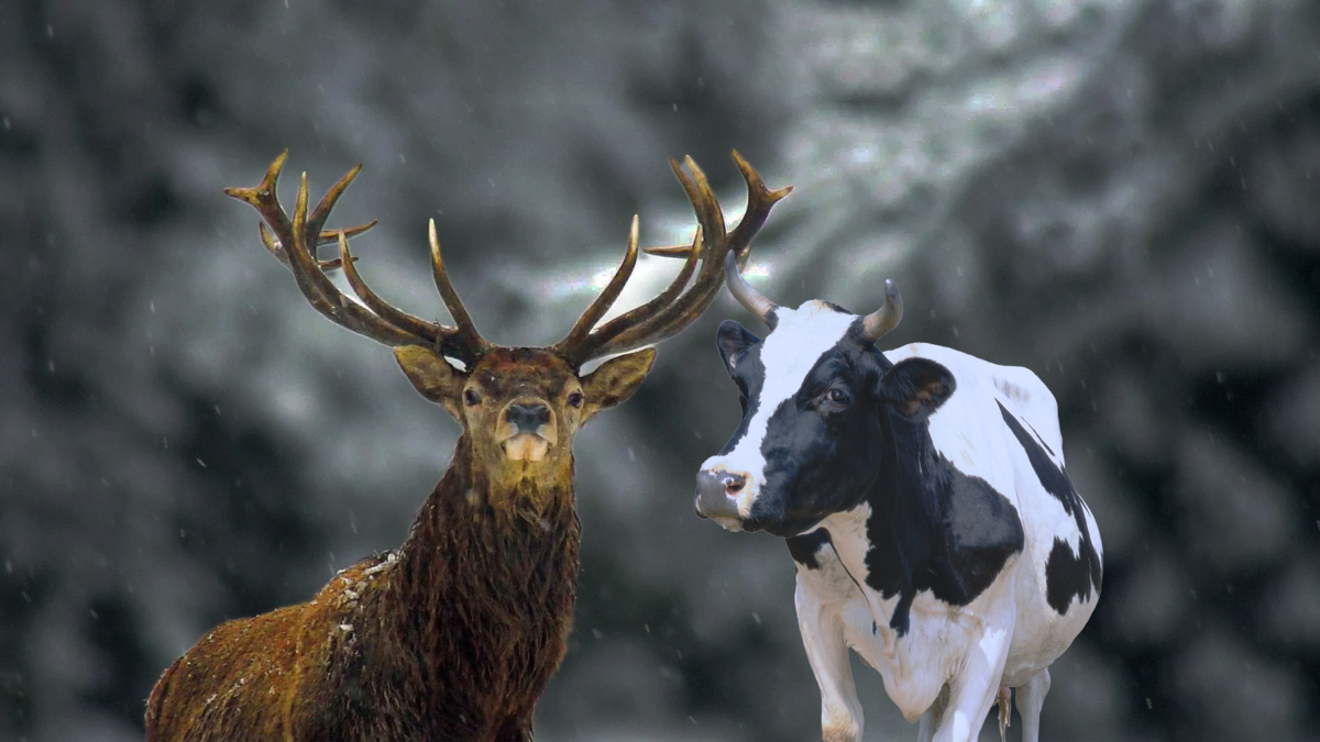 теленок оленя. олень корова. Red fawn. олени с телятами маленькими. олени с телятами маленькими.