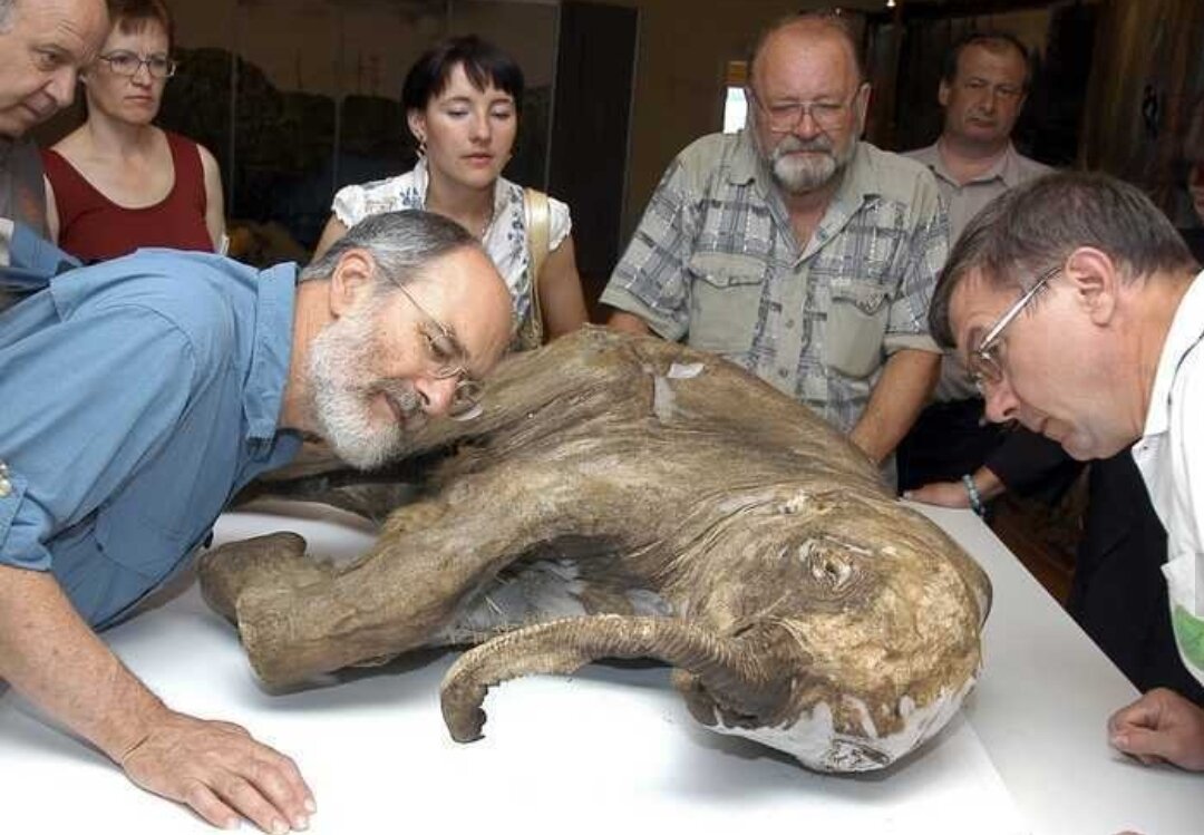 Хорошо сохранившийся мамонт. Мамонтёнок найденный на Ямале в 2007 году. Шерстистый мамонт Возрождение.