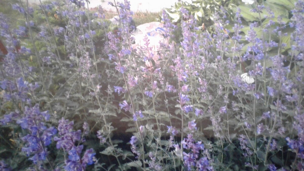 Цветёт котовник 