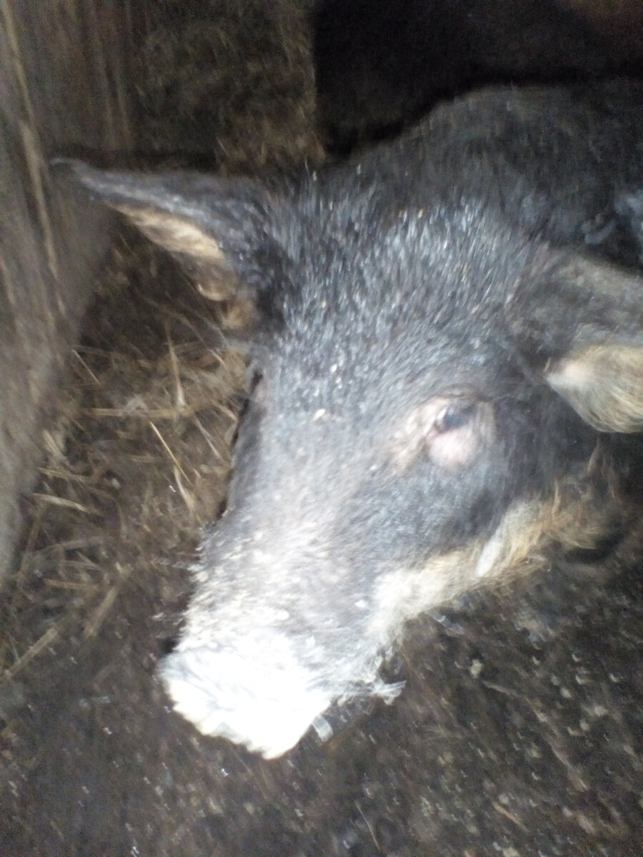 Это милое животное слишком шустрое, чтобы сделать четкое фото