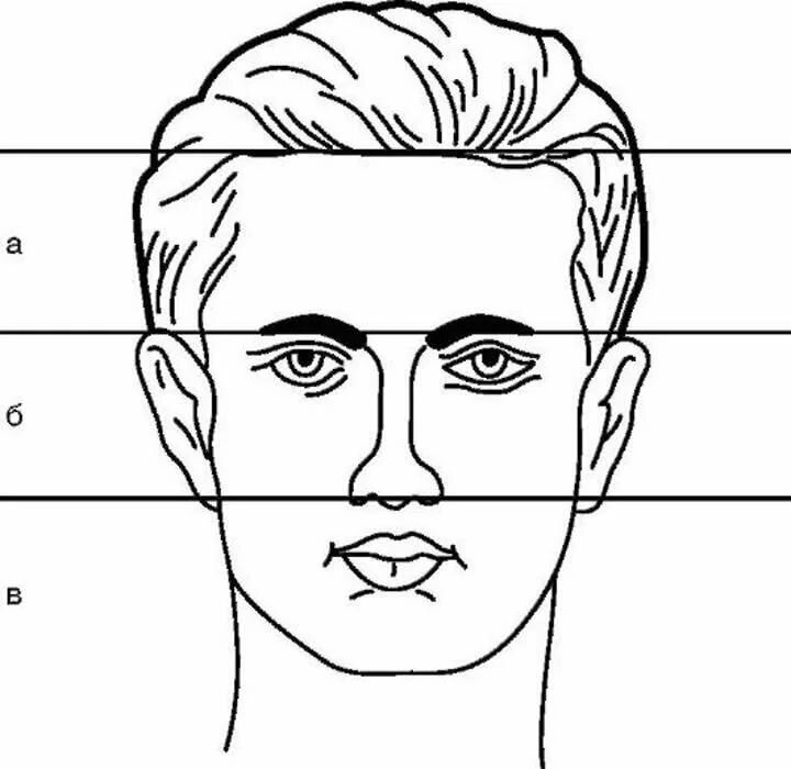 Условное деление лица на верхнюю, среднюю и нижнюю трети
