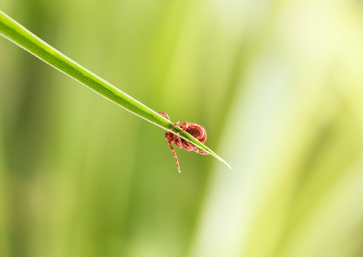 Клещ ожидает свою жертву, сидя на конце травинки.