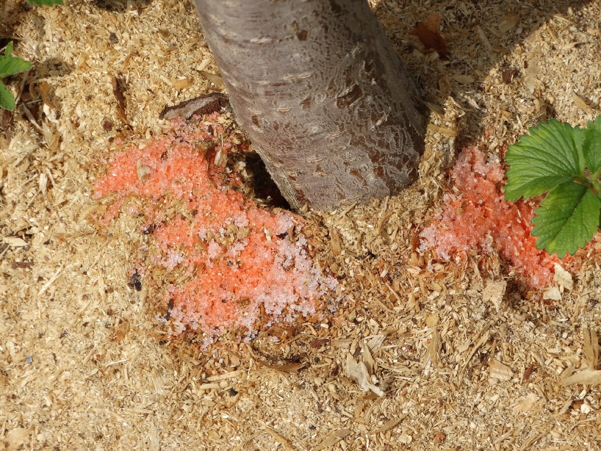 Порошок растаял с течением времени. А муравьи пропали совсем. Теперь черешне ничто не угрожает. Кроме заморозков!!!