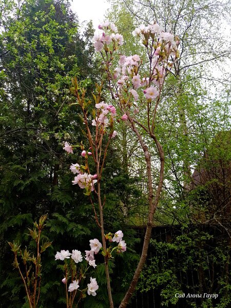 Единственная сохраняющаяся уже лет 10 сакура в нашем саду.  По началу она сильно подмерзала, хоть и растет в самом защищенном от ветра и теплом месте сада. Сейчас уже года три без укрытия. Цветет каждый год. Сакура на фоне соседских березок выглядит забавно