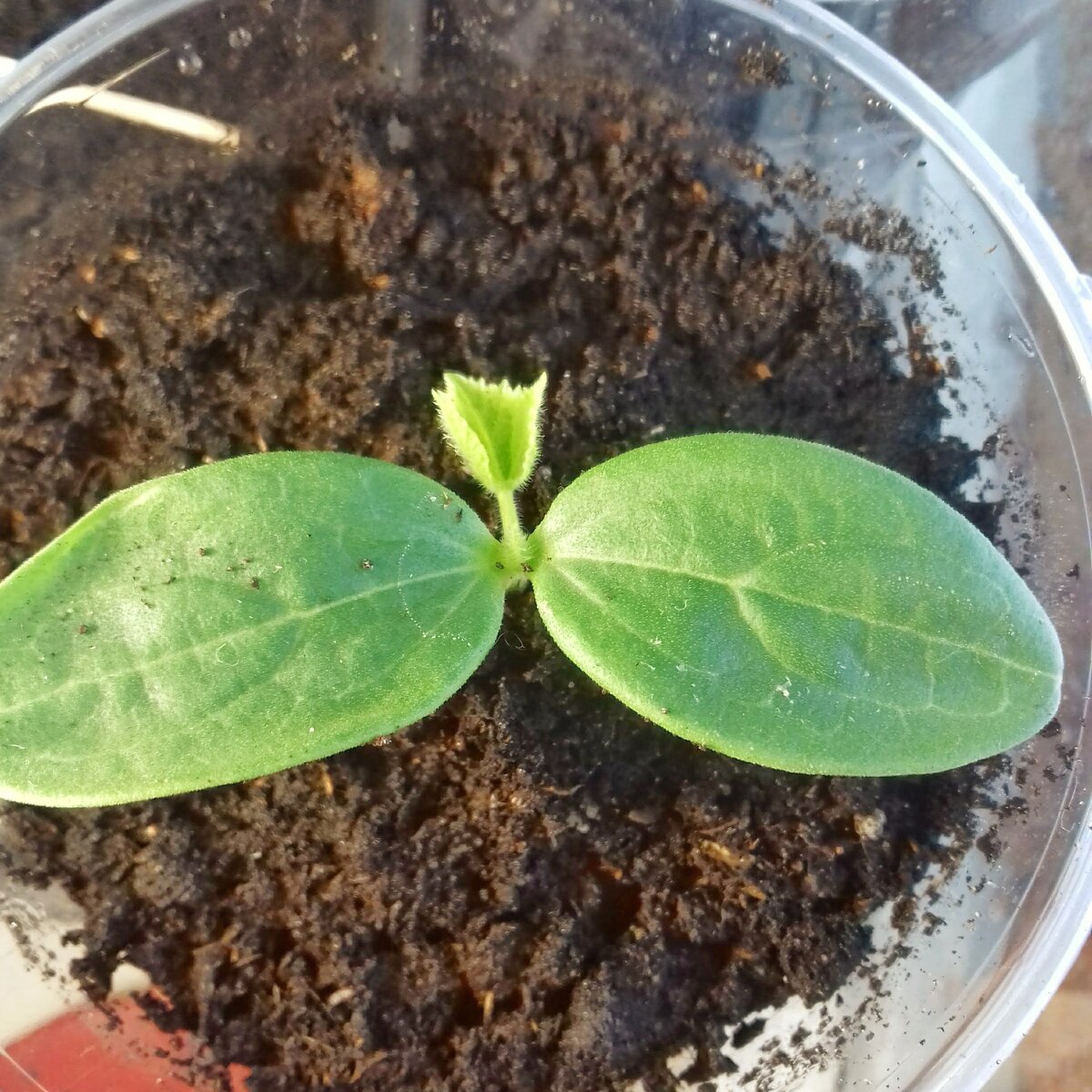 Рассада огурца