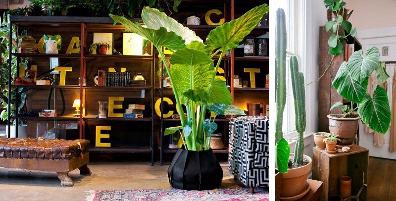 Комнатные растения как элемент дизайна интерьера