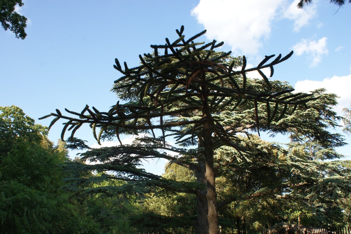 Фото автора.Ливанский кедр.Воронцовский парк.Алупка. Крым 2019.  Он устремлен в небо и кажется касается туч.