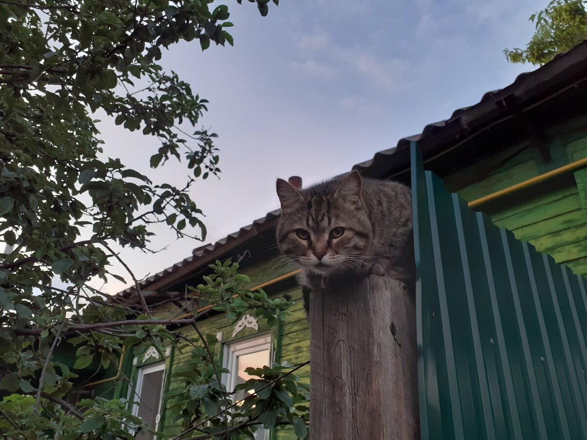 -Ты что, действительно на меня обиделась? Мы же пошутили! - встречает меня Котофей на смотровой башне.