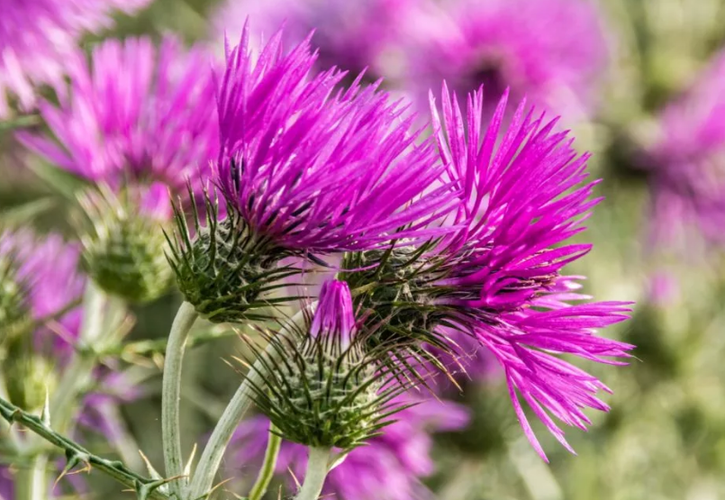  Расторопша