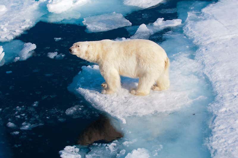 https://www.newscientist.com/article/2249343-climate-change-may-kill-off-nearly-all-polar-bears-by-2100/