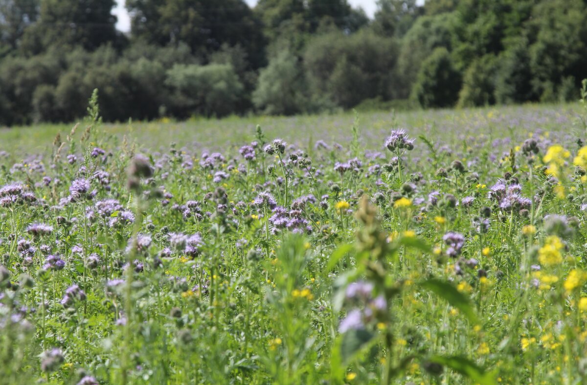 Фацелия зацвела