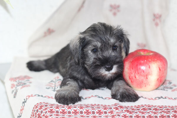 Царина Х'ит Улдуз https://hitulduz.wixsite.com/minidog/kopiya-shenki