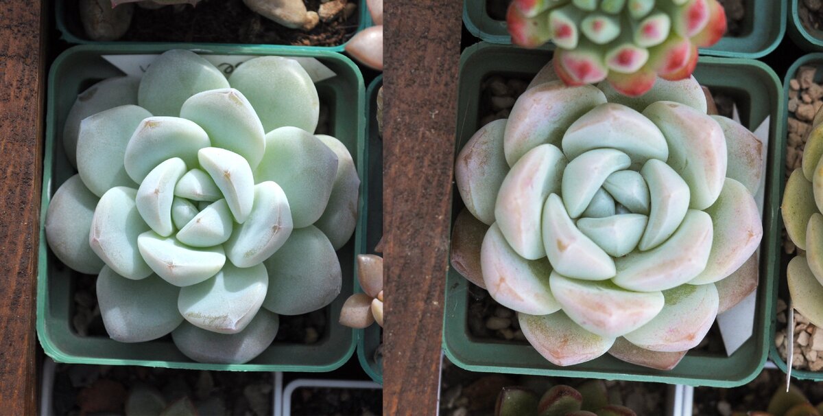 Echeveria Ice Green потолстела и приобрела кремовый оттенок