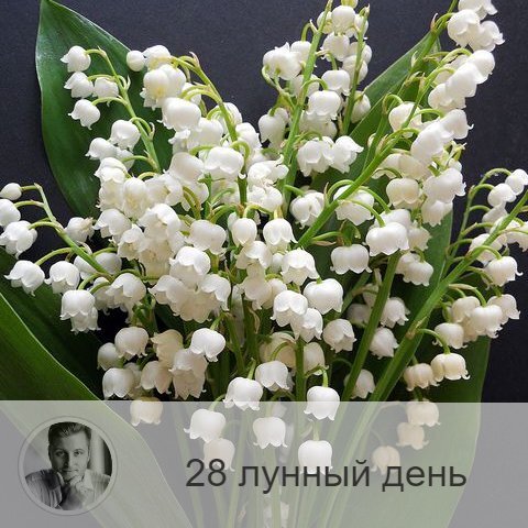 Подписывайтесь и ставьте 👍
28-ой лунный день с 03:50 16-ого по 05:22 17-ого. 🔆 Время, когда можно постичь свое предназначение и смысл жизни.
🌸 Символ дня - лотос, карма.
🎂 Люди, рождённые в этот лунный день, несут добро и свет. Не развивающиеся люди отличаются отсутствием эмоций и привязанностей.
💍 Камни - аметист, аквамарин, опал.
🌞 В этот день идёт процесс алхимии души и духовного прозрения. Нам дается возможность познать и обрести цель в жизни, понять свое предназначение или что-то важное, касающееся своего пути. За каждой проблемой, с которым мы сталкиваемся, стоит определенный урок. Все мы в жизни должны их пройти и развить в себе какие-то качества или способности, чтобы подняться на более высокую ступень развития. Информация может прийти и во сне, поэтому сегодня будьте очень внимательны.
✅ Рекомендуемые практики: работа с чакрами.
❌Запрещено: перегружать зрение.
В этот лунный день не рекомендуется смотреть на яркий свет, перегружая зрение. Не рекомендуется срывать и дарить цветы, рубить деревья.
⭕️Уязвимые органы: глаза, головной мозг.
Очень благоприятно промывать, очищать и расслаблять глаза. Неправильное использование энергии этого дня ведёт к нарушению артериального давления.
💤 Сны – вещие.

—————
→ Узнай больше о еженедельной благотворительной рубрике «Звёздный час» в Instagram.com/oleg_persidski
