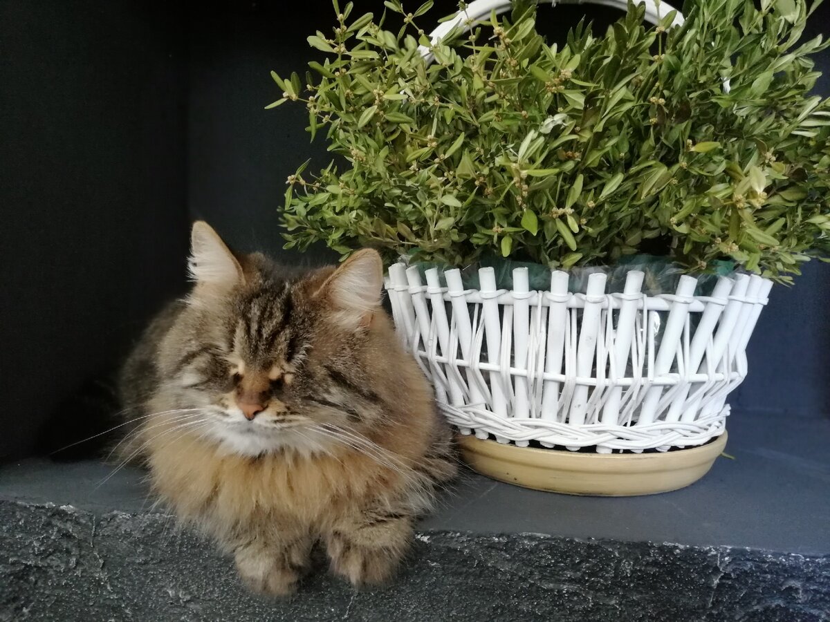 Фото из личного архива. Кошка родителей Эля.