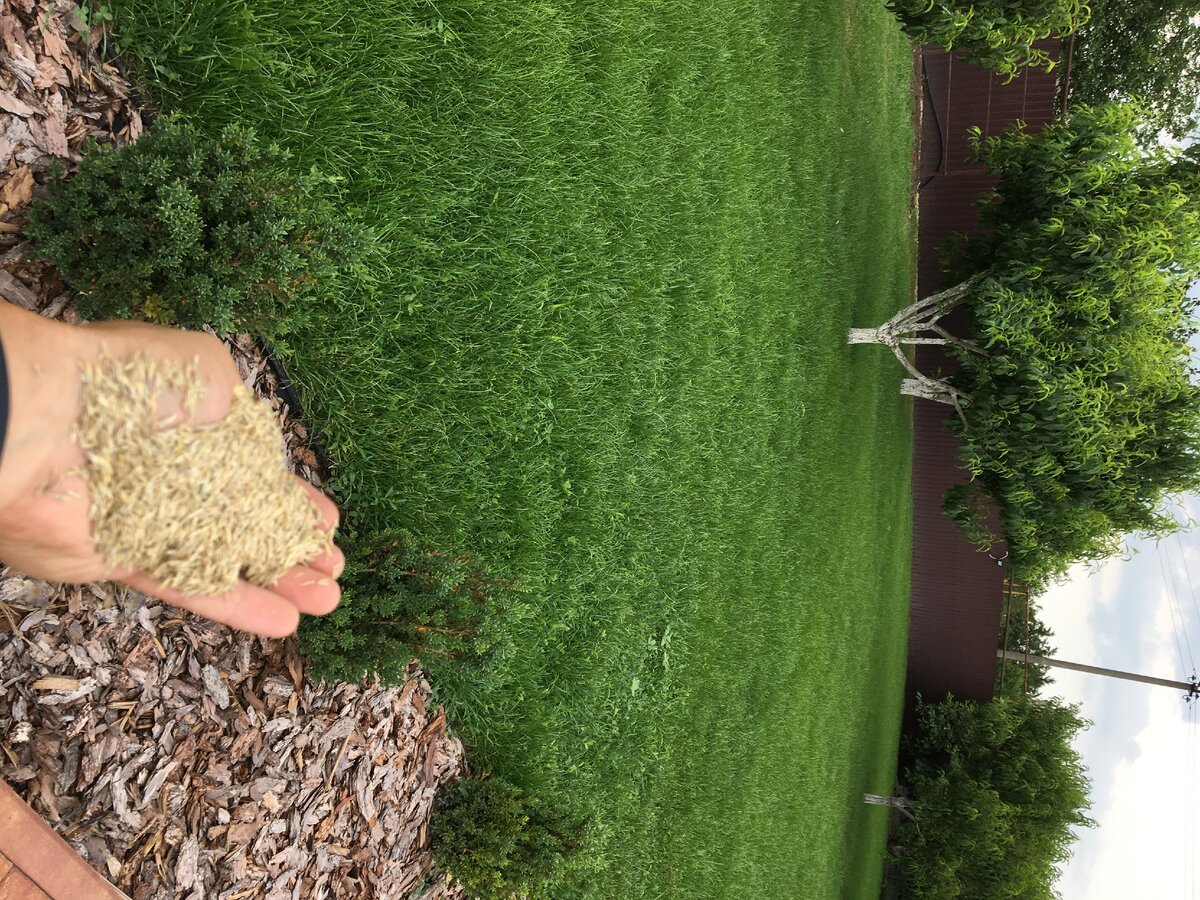 Посевной газон под ключ