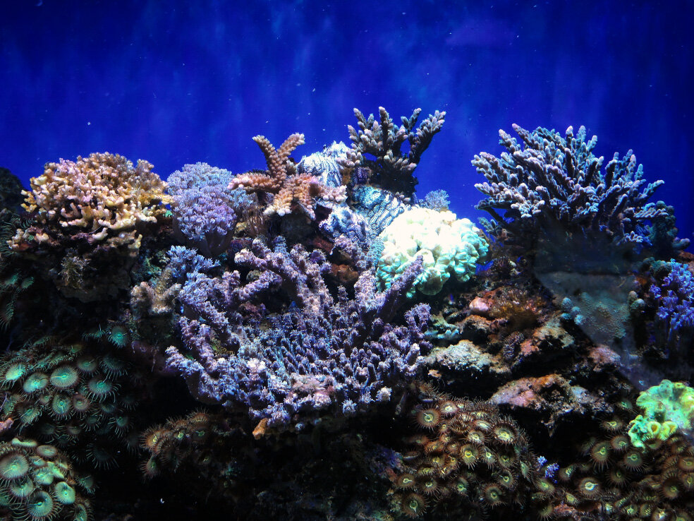 Смешанный риф в аквариуме. Морской риф аквариум. Батискаф» — тоннельный морской аквариум Анапа. Рифовый аквариум 180 л дома.