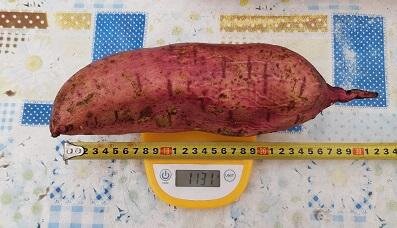 Клубень-рекордсмен, который мы вырастили!