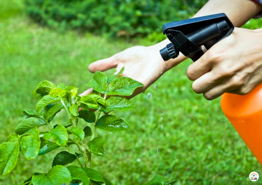 Опрыскивание настоем из сорняков. Борьба с тлёй.