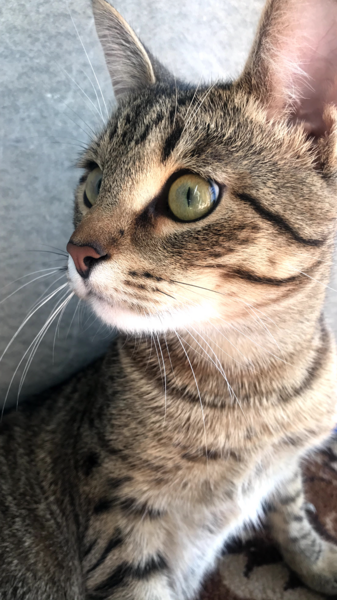 Красавчик, правда?