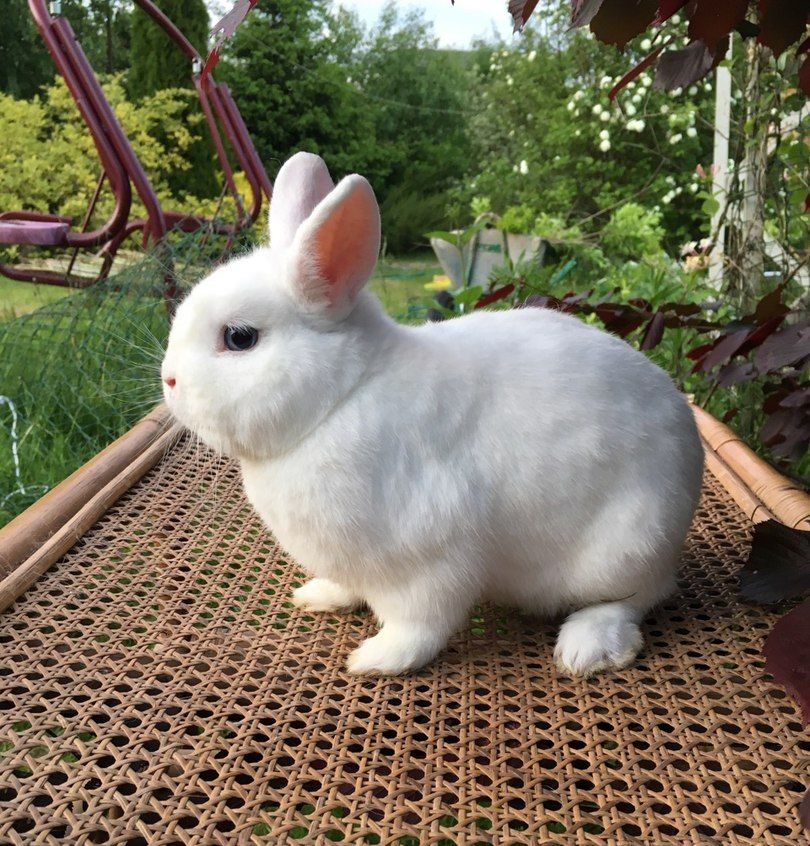 Кролик. Взято с Яндекс.Картинки