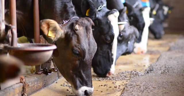 Мини-ферма для КРС: молочное и мясное производство своими руками
