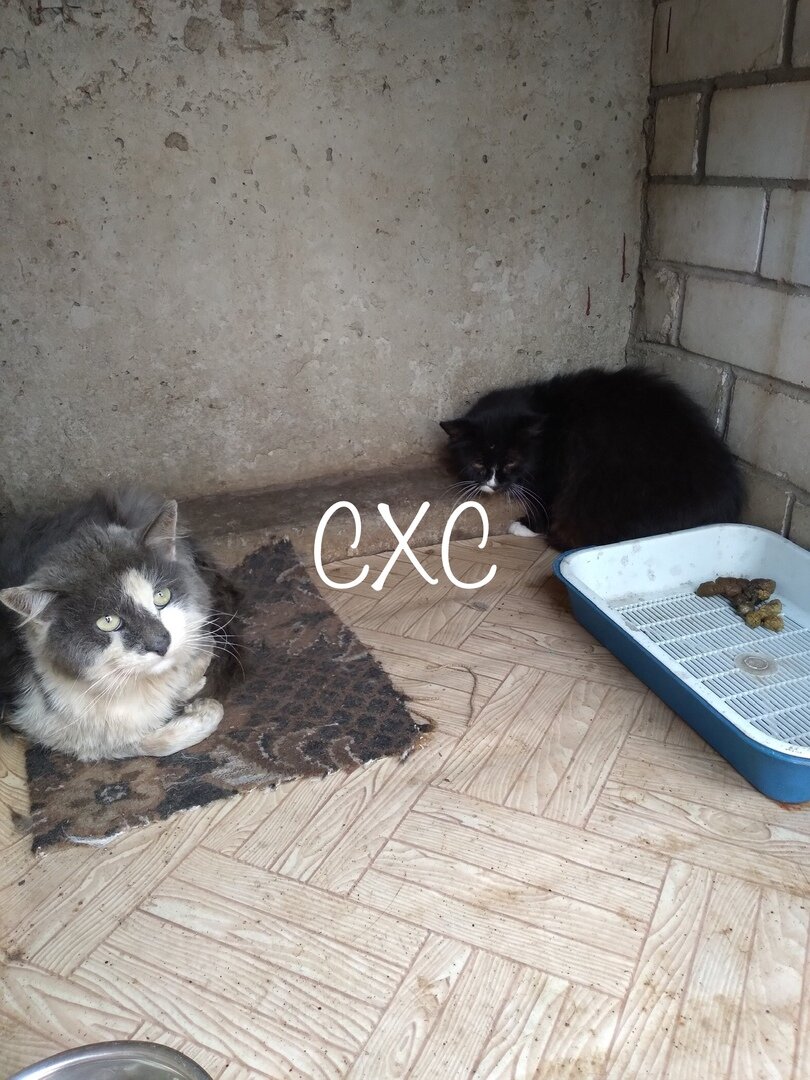 Любава в усыпалке, котика слева спасти не успели