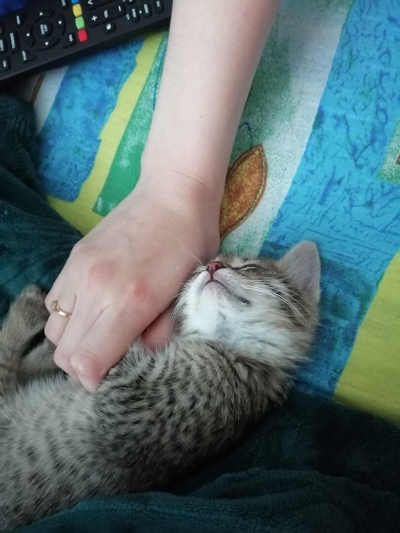 Знакомьтесь, наш домашний питомец, Рикки)