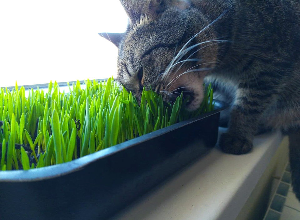 Муркиза наслаждается тортом из травы