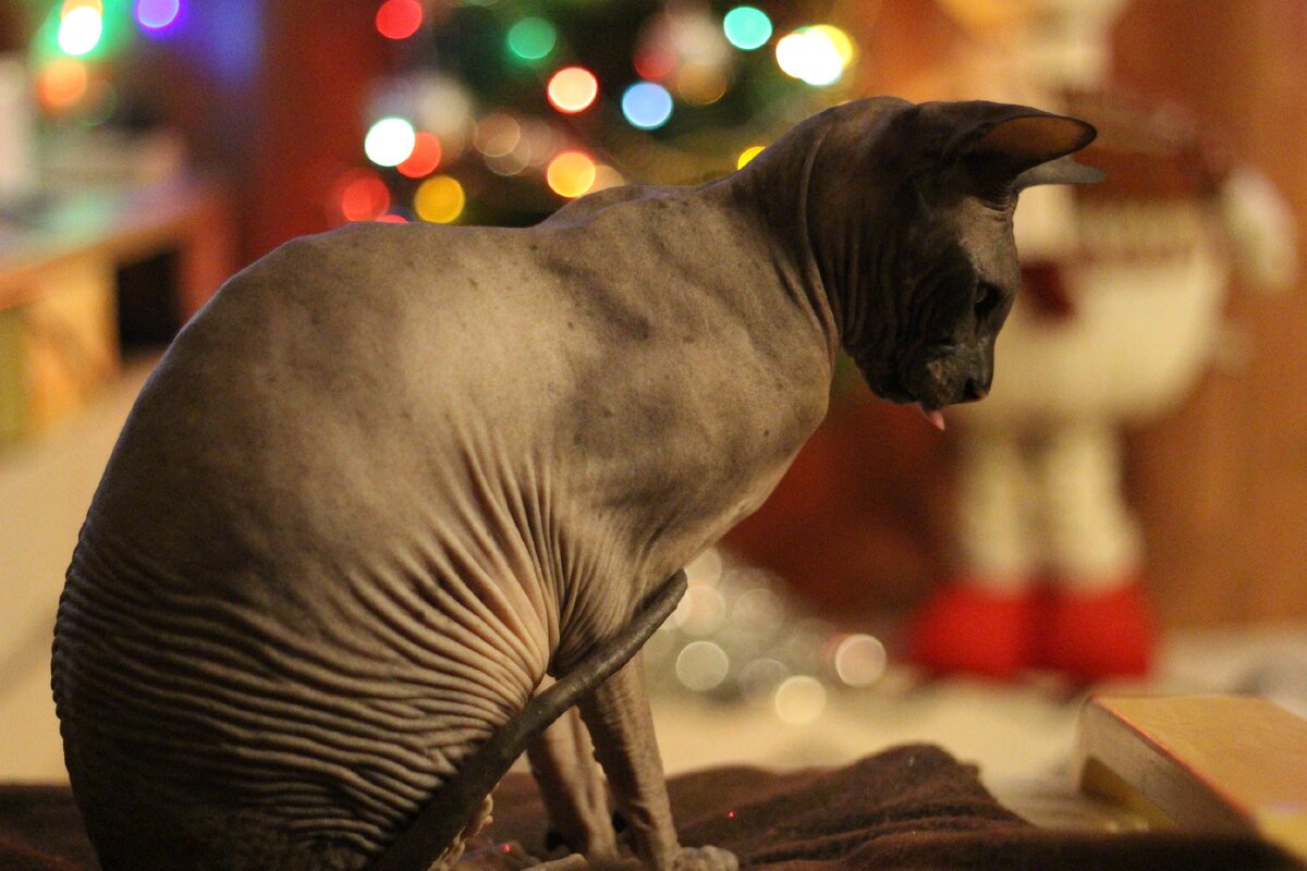 Кошакен выставил язык