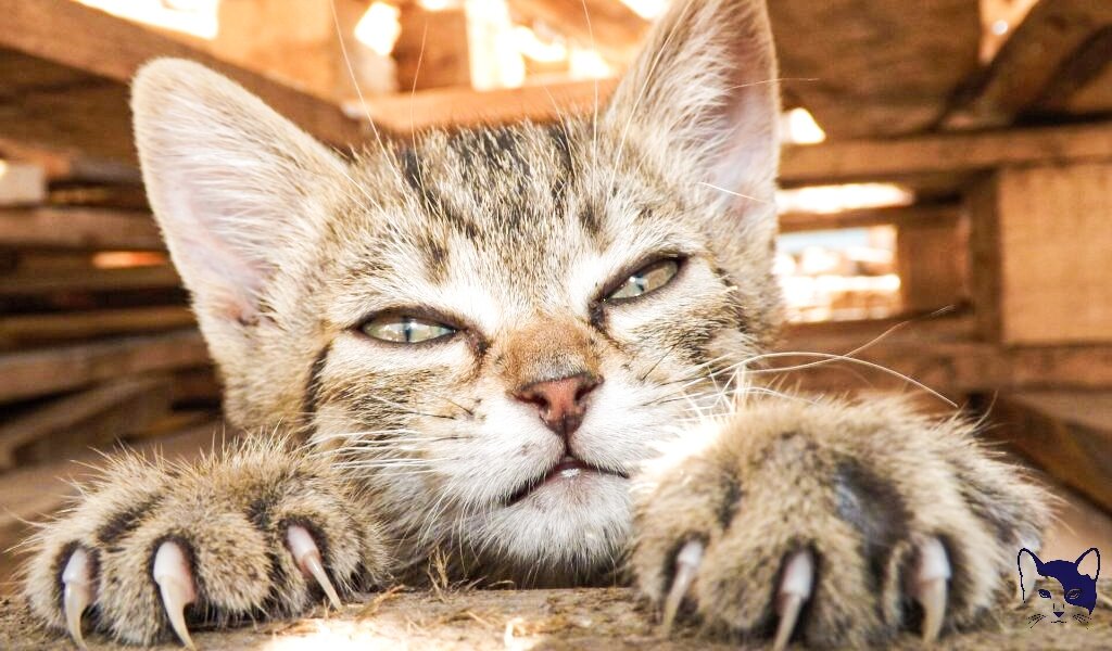 Источник изображения: Яндекс Картинки