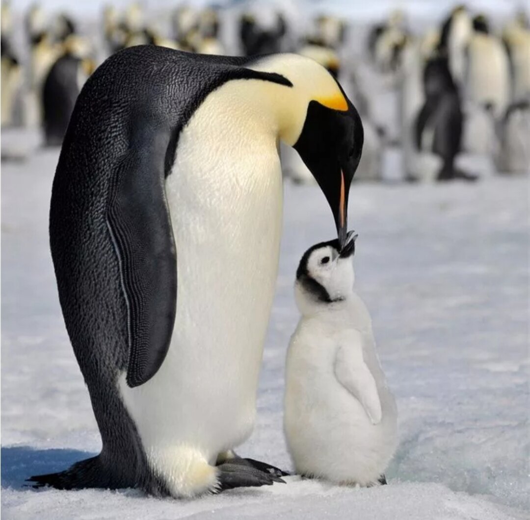 Императорские пингвины заботятся не только о своих, но и о чужих птенцах. Так образуются "детские сады". Прижавшись  друг к другу, подростки защищаются от стужи и от врагов. 