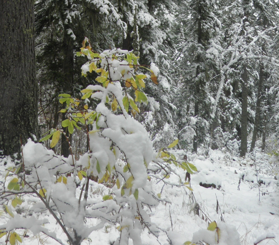 Р.БашаровР.Башаров