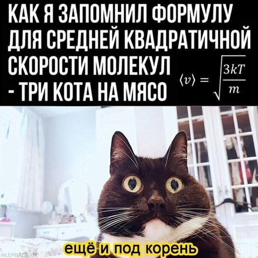 кот в шоке