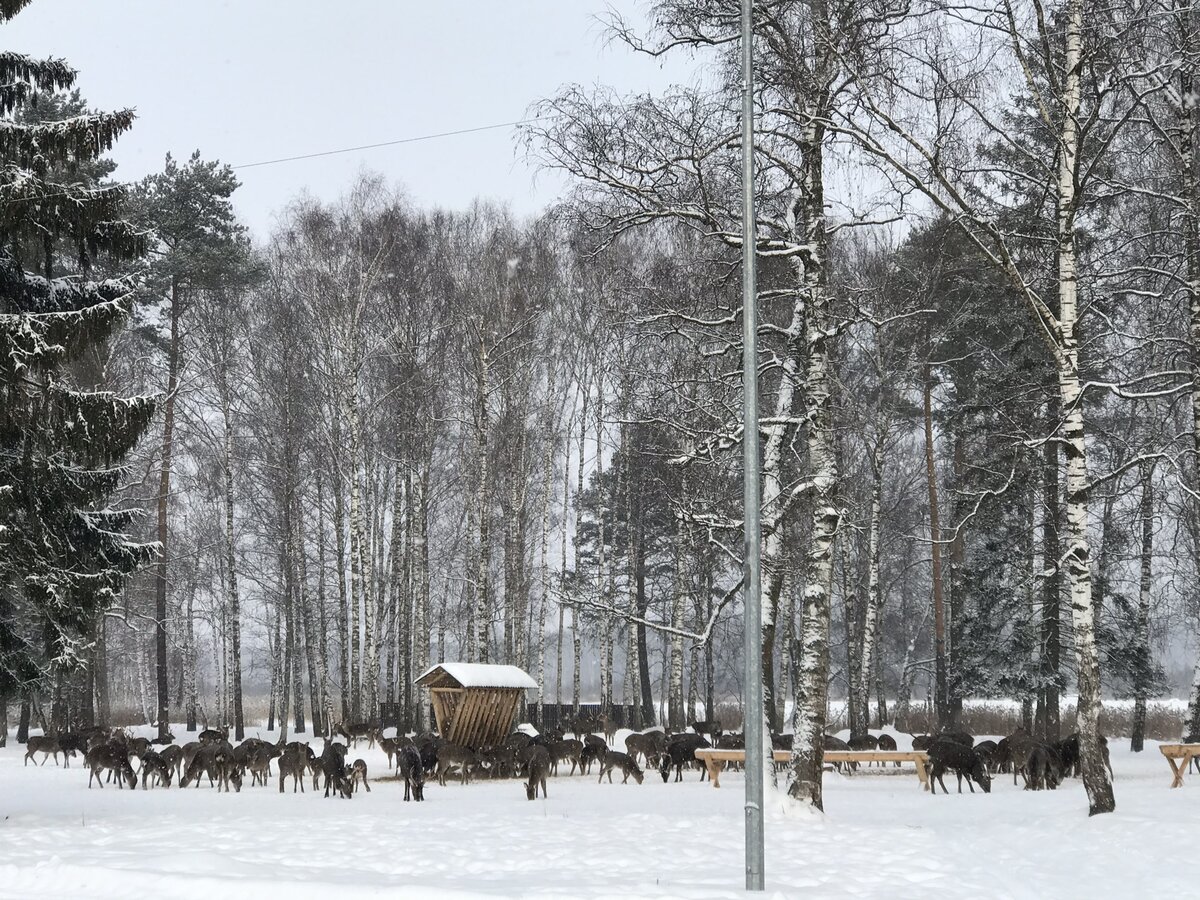 Стадо оленей около Лосиной биостанции.