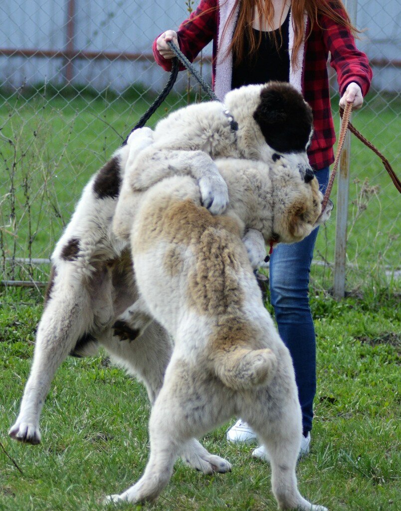 ДВА ЩЕНКА ВДРУГ СЦЕПИЛИСЬ НА ФОТОСЕССИИ(ФОТО ИЗ ЛИЧНОГО АРХИВА)