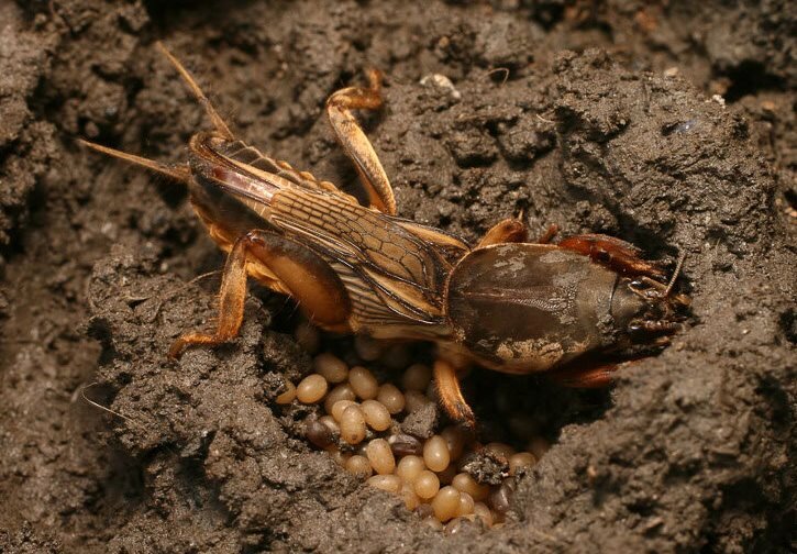 Медведка с яйцами - разрыто ее гнездо. Фото из интернета. Спасибо автору!!!