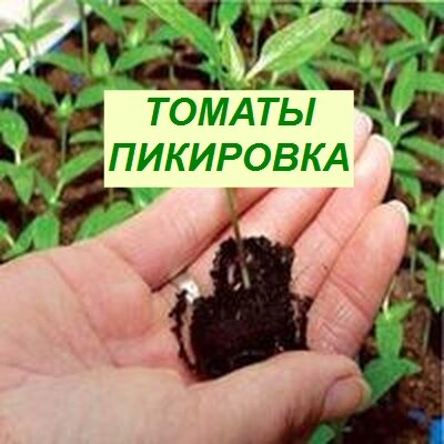 пикировка рассады помидоров