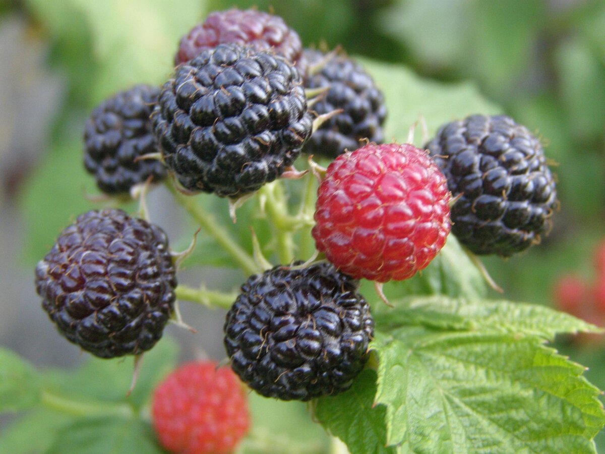 Некоторые люди считают, что это ежевика.