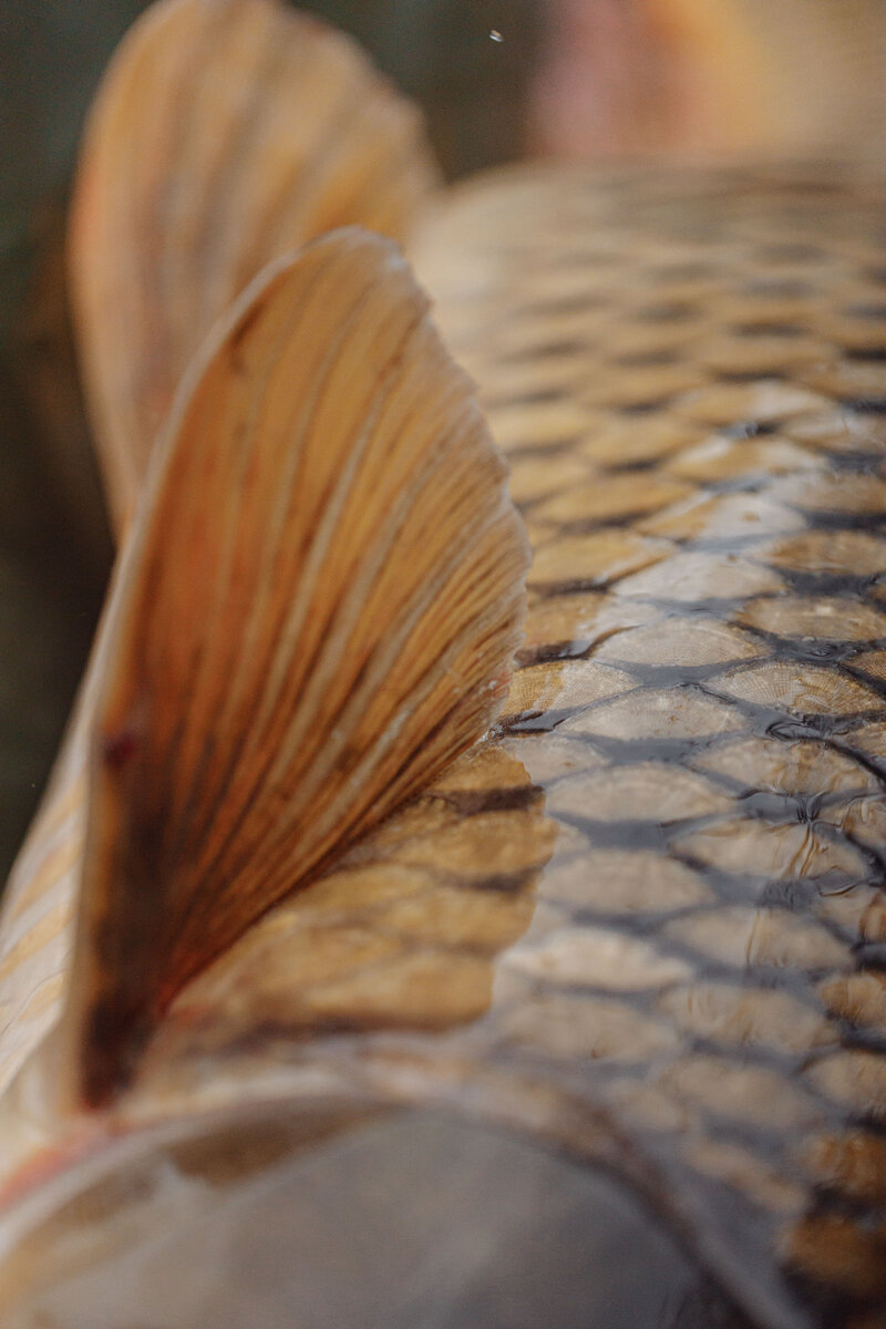 Описание Тело карпа покрыто гладкой золотисто-бурой чешуей. Чешуя у карпа крупная, по окружности она имеет темноватую часть. На каждом боку карпа насчитывают 35-40 чешуек. Спина темного цвета.

У карпа различают голову, туловище, хвост, плавники. Часть тела карпа между жабрами и анальным отверстием называется туловищем. Часть тела от анального отверстия до конца тела называется хвостом. Голова относительно крупная. Хорошо развиты рот и зубы. На верхней губе две пары коротких усов. На теле карпа имеются плавники: спинной и анальный. Бока карпа золотистые.

Карп имеет грудные и брюшные плавники (парные), которые помогают ему передвигаться в воде вертикально и горизонтально. Есть и другие плавники – спинной и анальный. Они регулируют равновесие. А вот хвостовой плавник служит для скорости.

Продолжительность жизни карпа немалая. Отдельные особи доживают до 45-50 лет. Вес среднего карпа достигает 8-9 кг. Живет рыба в воде при температуре не ниже 8 °C.

Карп в дневное время старается находиться в пониженных частях дна пруда или в заросших водной растительностью местах. На исходе дня карп проявляет активность. Икру карп выделяет в конце апреля – начале мая.

B зимнее время, когда прyды, реки, озера покрываются льдом, карп, как и медведь, впадает в спячку. Чтобы прожить зиму, он покрывается толстым слоем слизи и существует в оцепенении, не тратя энергию организма. Oбменныe пpоцессы замедляются до весны.
